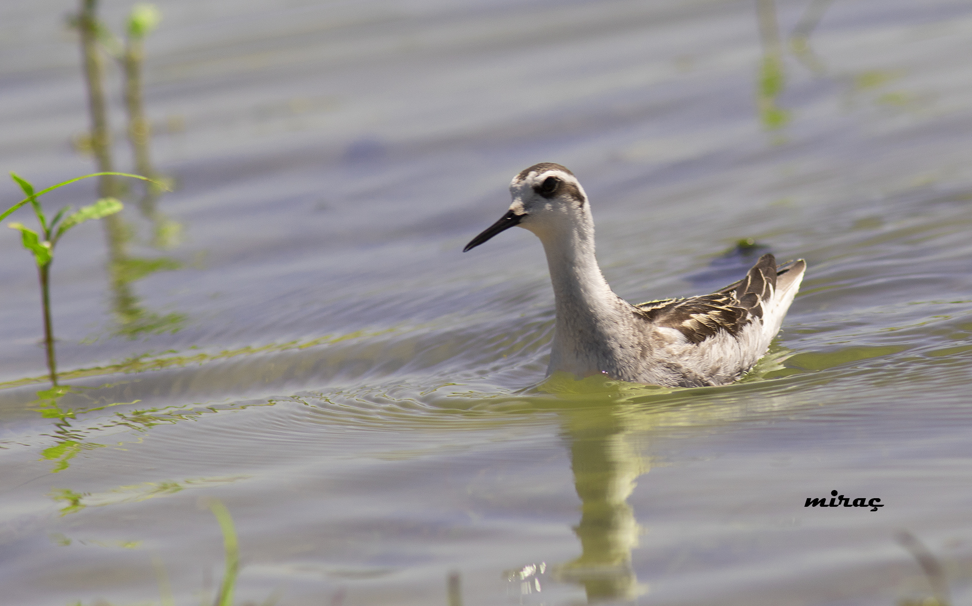 Red-necked Phalarope